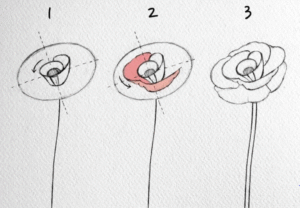 2- step to draw a poppy flower