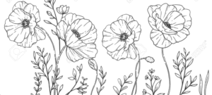 beautiful poppy flower coloring pages four poppy flower bunch beauty of nature colorinng pages idea for drawing poppy flower
